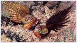 Ring-neck Pheasants