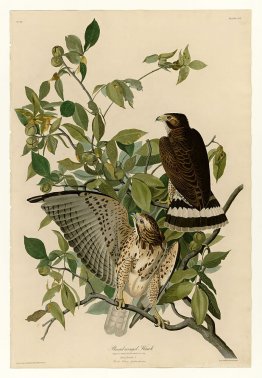 Plate 91 Broad-winged Hawk