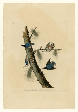 Plate 152 White-breasted Black-capped Nuthatch