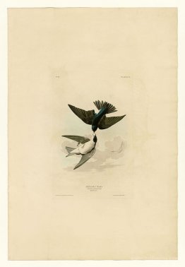 Plate 98 White-bellied Swallow