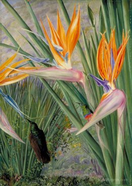 Strelitzia and Sugar Birds, South Africa