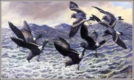 Storm Petrels