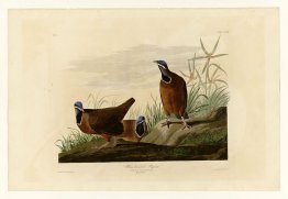 Plate 172 Blue-headed Pigeon