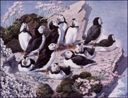 Puffin Colony