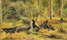 Fallen tree. Siverskaya