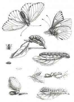 Plate LXXXV, from Erucarum Ortus Alimentum et Paradoxa Metamorph