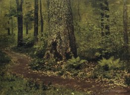 Footpath in a Forest. Ferns.