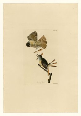 Plate 129 Great Crested Flycatcher