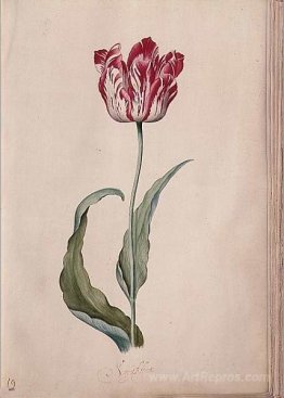 Tulip