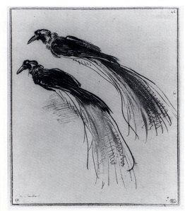 Two Studies Of A Bird Of Paradise