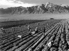 Farm, farm workers, Mt. Williamson in background, Manzanar Reloc