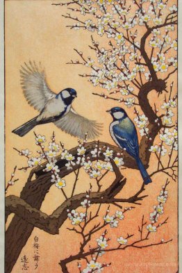 Birds of the Seasons - Spring