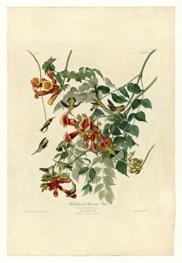 Plate 47. Ruby-throated Humming Bird