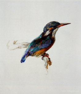 Kingfisher