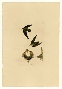 Plate 158 American Swift