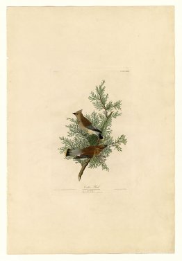 Plate 43. Cedar Bird