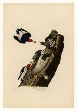 Plate 27. Red headed Woodpecker