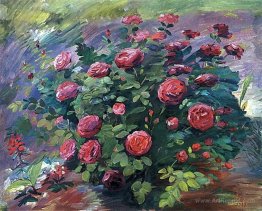 May roses