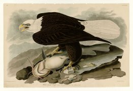 Plate 31. White-headed Eagle