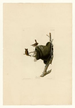 Plate 83 House Wren