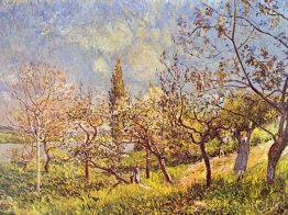 Orchard in spring