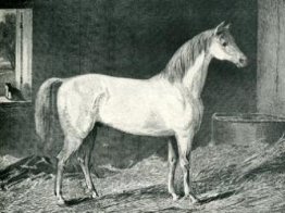 Messenger Horse