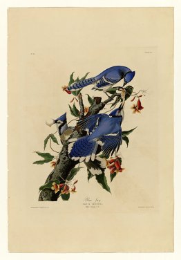 Plate 102 Blue Jay