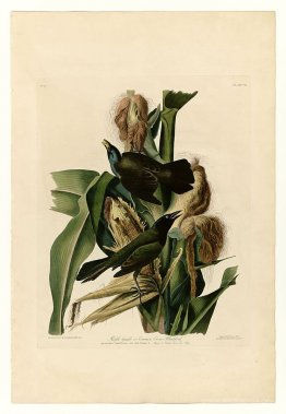 Plate 7. Purple Grakle or Common Crow Blackbird