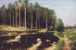 Pine Forest on the banks of the river