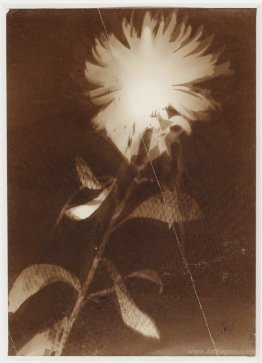 Untitled [flower]