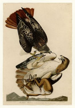 Plate 51. Red-tailed Hawk