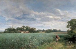 A Bean Field at Pickersleigh, near Malvern, Worcestershire