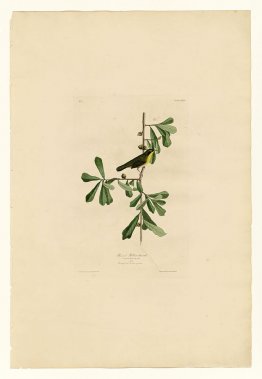 Plate 24. Roscoe's Yellow-throat