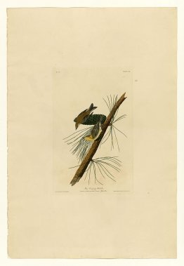 Plate 140 Pine Creeping Warbler