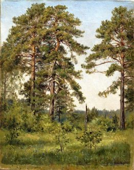 Edge of the pine forest