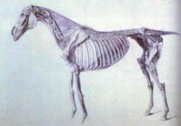 Diagram from The Anatomy of the Horse