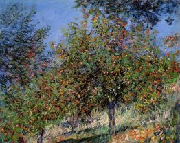 Apple Trees on the Chantemesle Hill