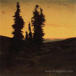 Fir trees at sunset