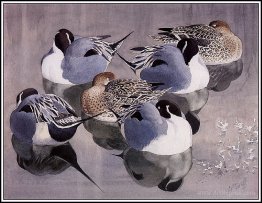 Pintails At Rest