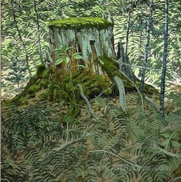 Stump and Ferns