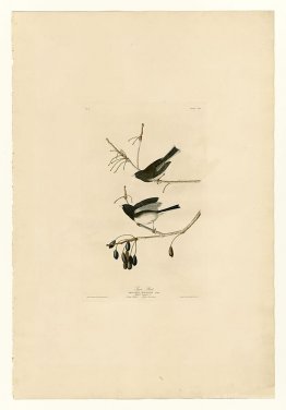 Plate 13. Snow Bird