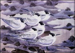 Sandwich Terns