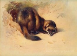 European polecat