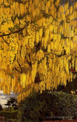 Laburnum