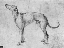 Greyhound 