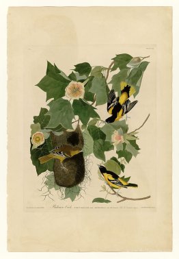 Plate 12. Baltimore Oriole