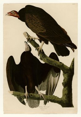 Plate 151 Turkey Buzzard