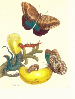 Plate #23- Musa paradisiaca, Caligo teucer and Cnemidophorus lem