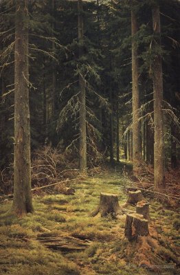 Coniferous Forest