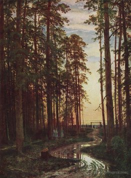 Evening in a pine forest